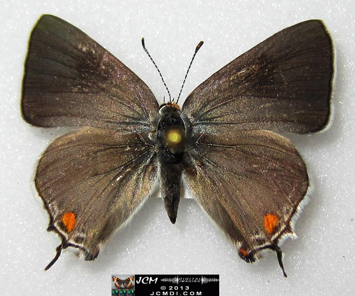 Strymon melinus pudica (Common Hairstreak) images